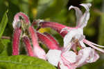 Pink azalea